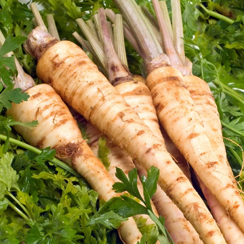 Hamburg Rooted Parsley Seeds – Heirloom, Non-GMO, Fast-Growing Herb & Root Vegetable for Gardens - Image 2