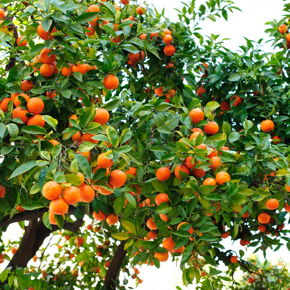 Hamlin Orange Seeds for Planting – Grow Sweet & Juicy Early - Image 2