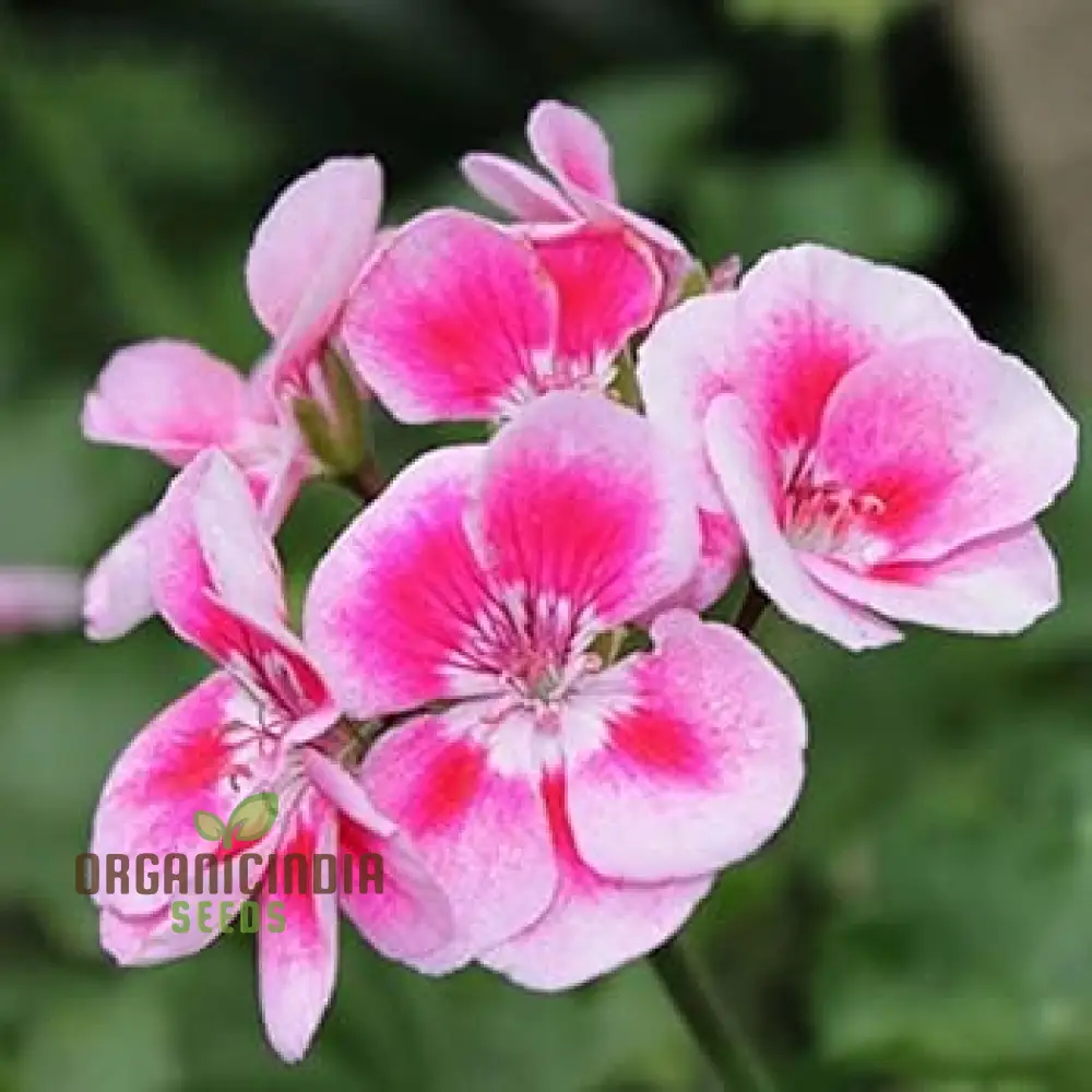 Hanging Bonsai Geranium Seeds for Planting - Image 3