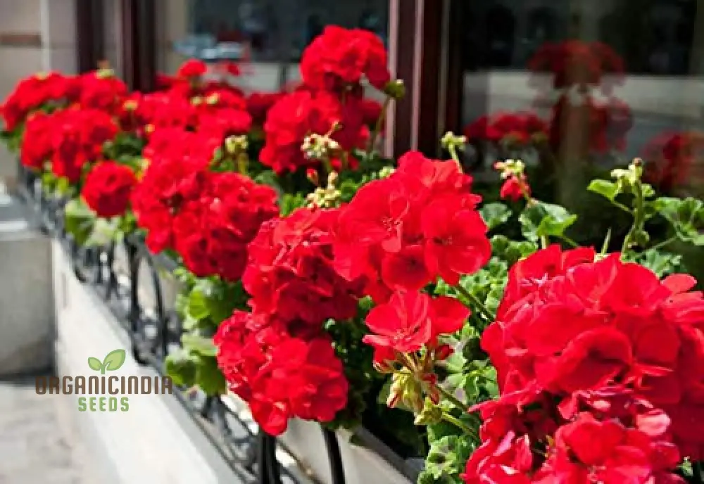Hanging Bonsai Geranium Seeds for Planting - Image 4