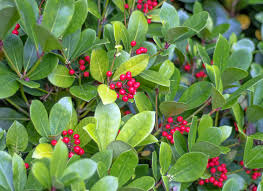 Hardy Evergreen Berry Shrub Seeds – Aromatic Berries & Year-Round Foliage
