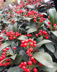Hardy Evergreen Berry Shrub Seeds – Aromatic Berries & Year-Round Foliage - Image 2