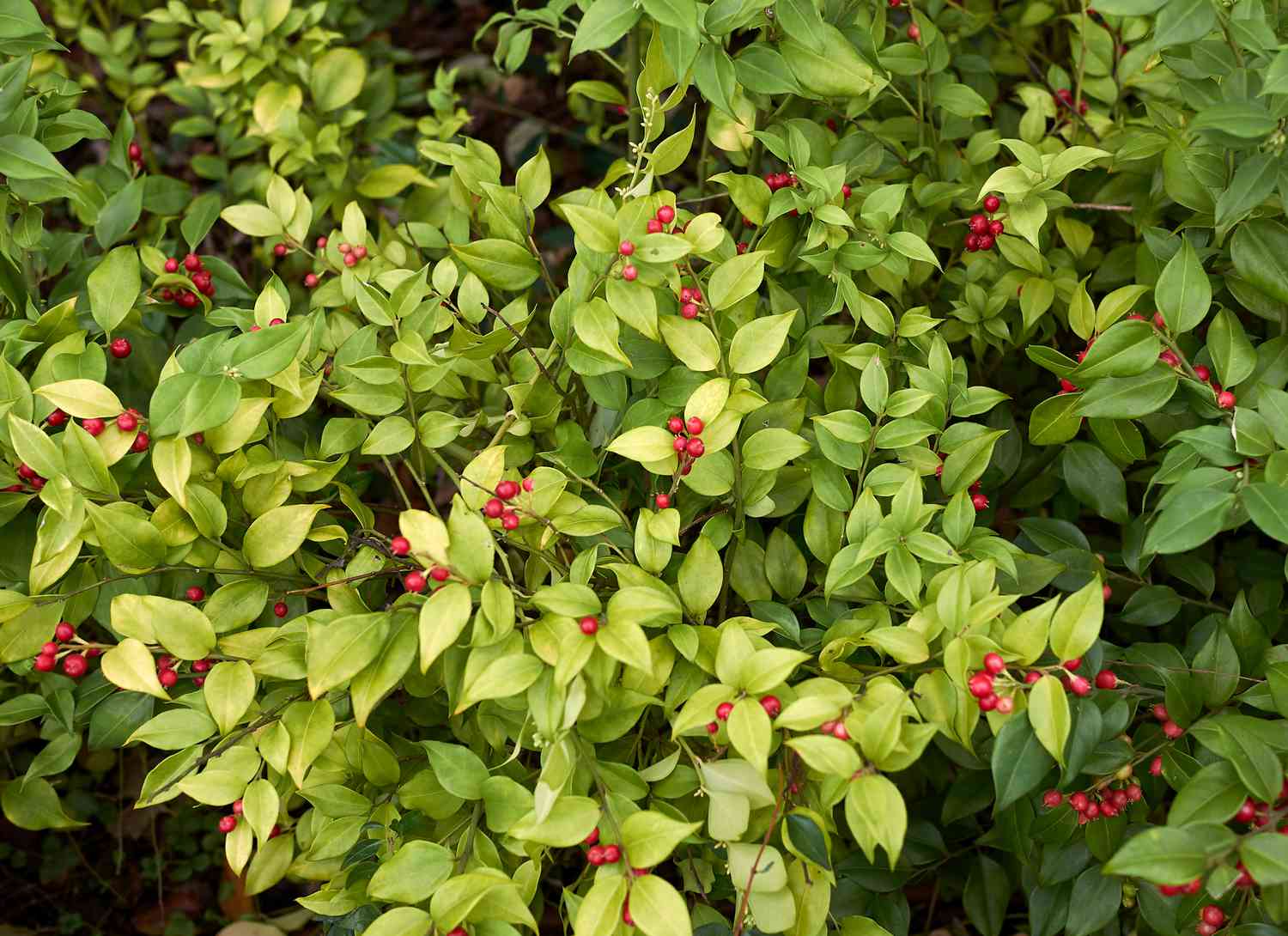 Hardy Evergreen Berry Shrub Seeds – Aromatic Berries & Year-Round Foliage - Image 3