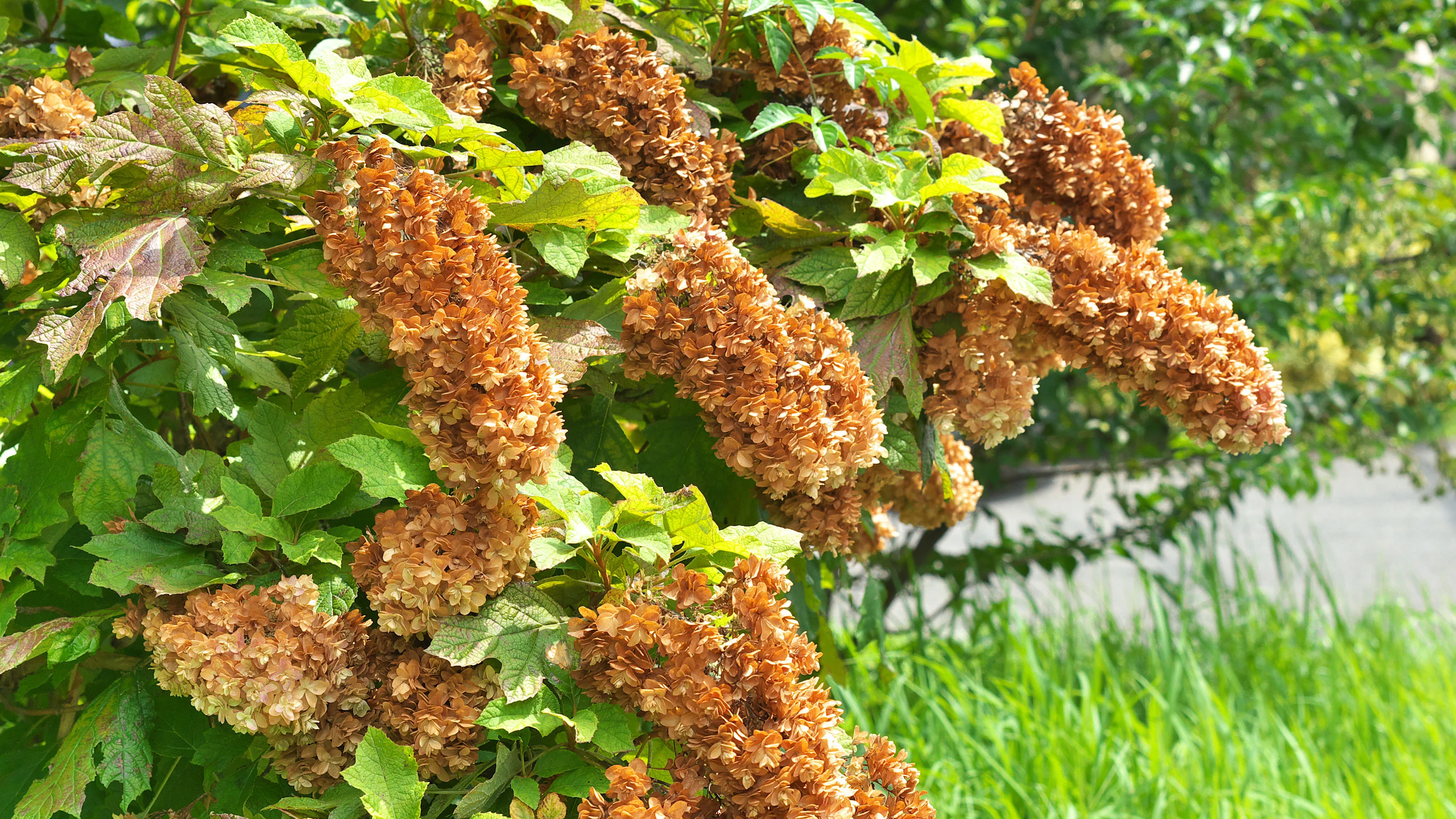 Oak-Leaf Evergreen Shrub Seeds – Low Maintenance for Borders & Hedges