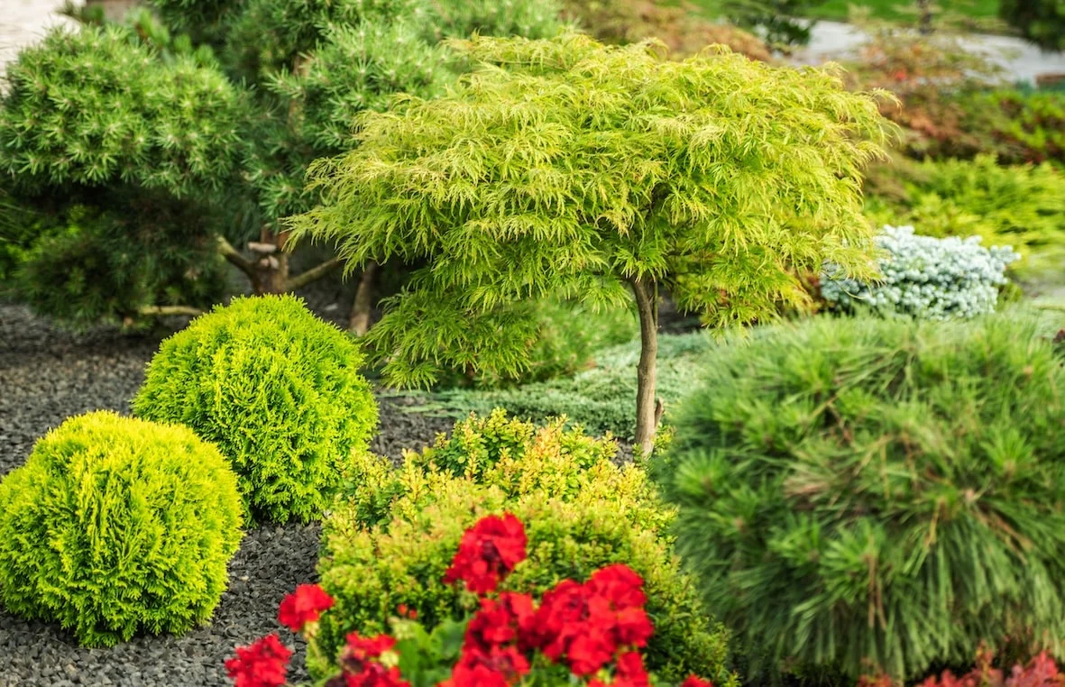 Oak-Leaf Evergreen Shrub Seeds – Low Maintenance for Borders & Hedges - Image 4