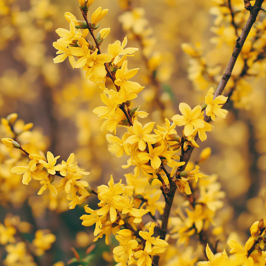 Forsythia Seeds – Hardy Early-Spring Shrub with Abundant Golden Flowers - Image 3