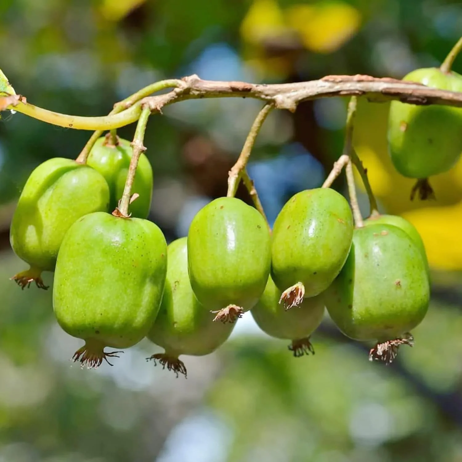 Hardy Kiwi Seeds - Actinidia Arguta Perennial Climber for Trellises & Fences, GMO-Free, Fragrant Fruit & Berries - 10Pcs Fruit Seeds - Image 5