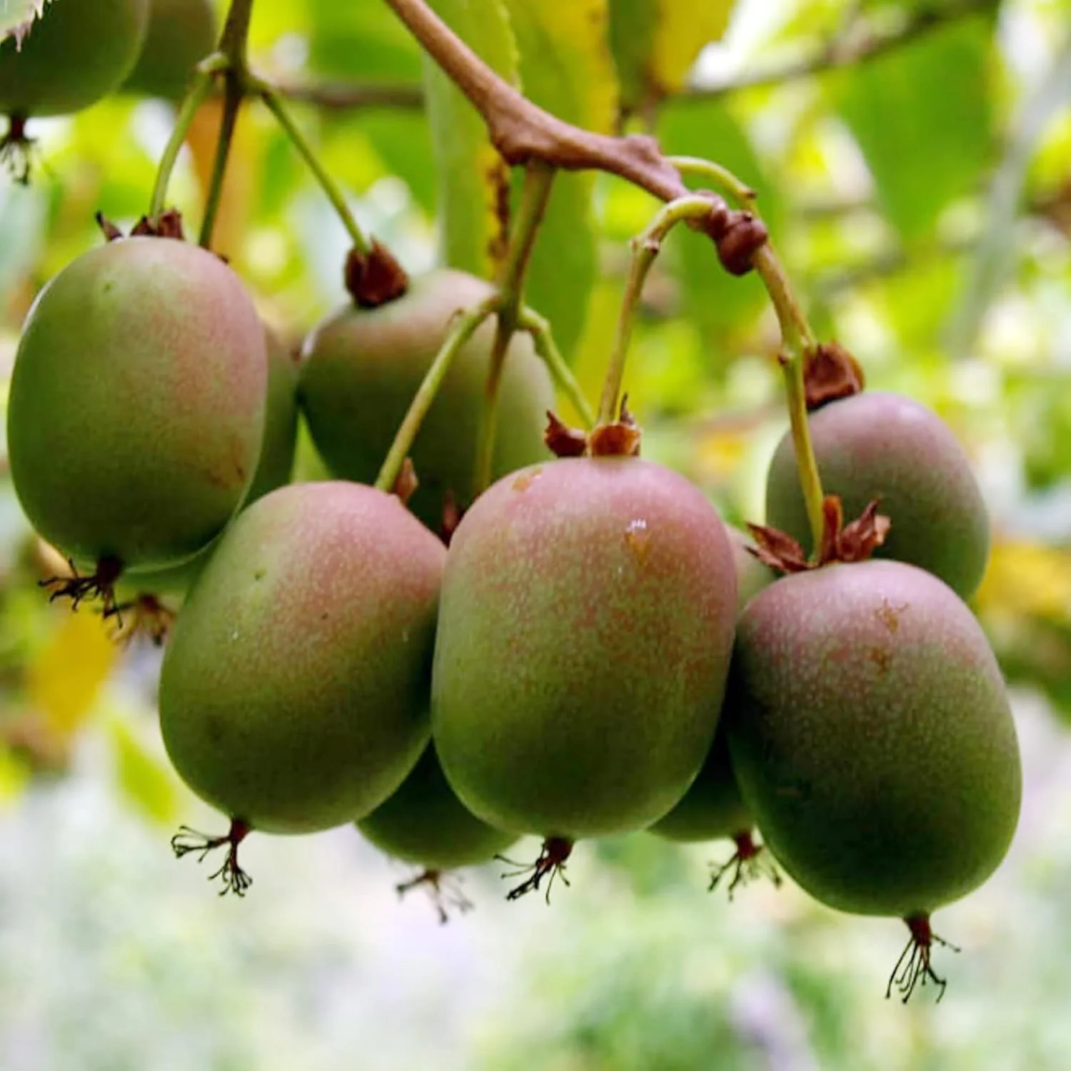 Hardy Kiwi Seeds - Actinidia Arguta Perennial Climber for Trellises & Fences, GMO-Free, Fragrant Fruit & Berries - 10Pcs Fruit Seeds - Image 6