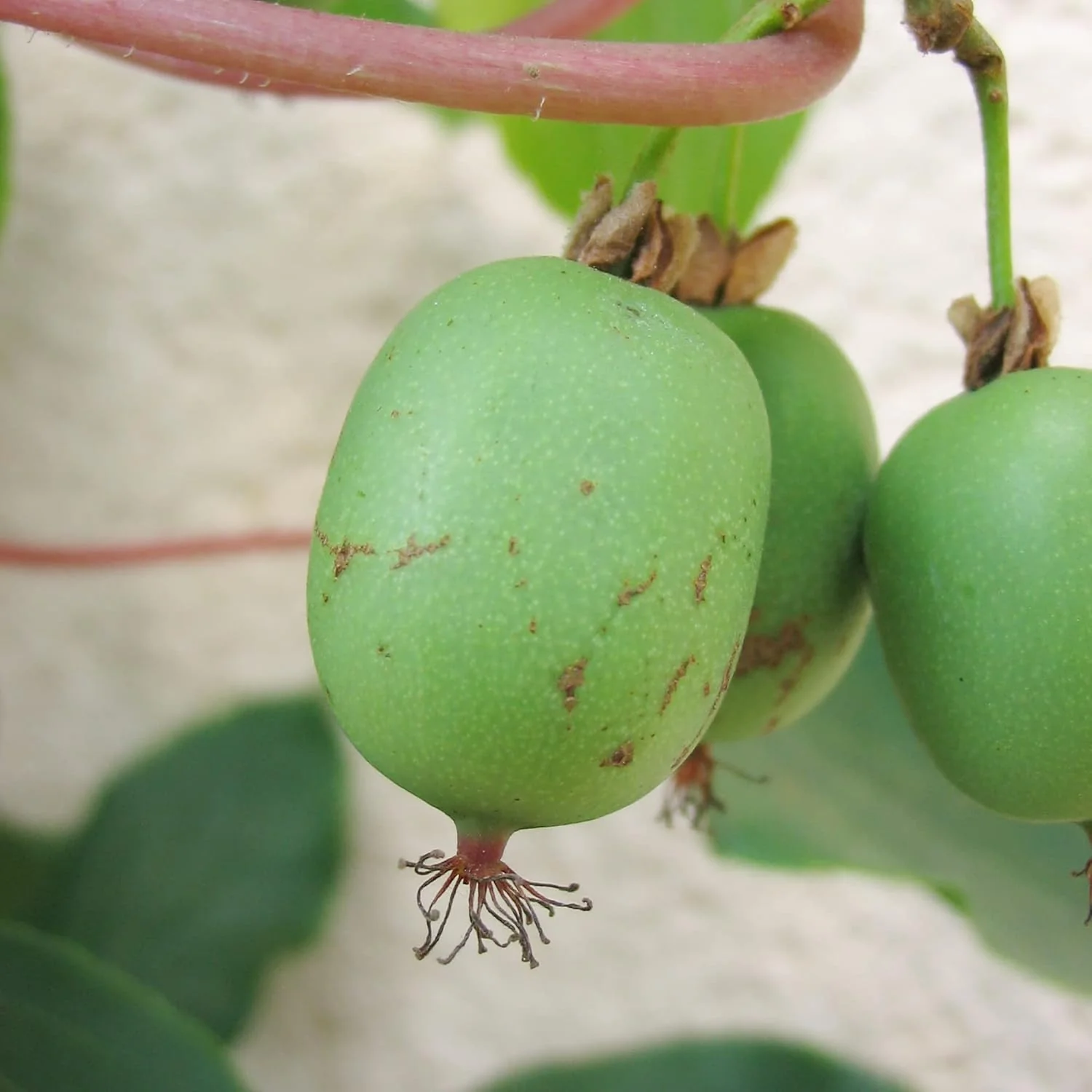 Hardy Kiwi Seeds - Actinidia Arguta Perennial Climber for Trellises & Fences, GMO-Free, Fragrant Fruit & Berries - 10Pcs Fruit Seeds - Image 7