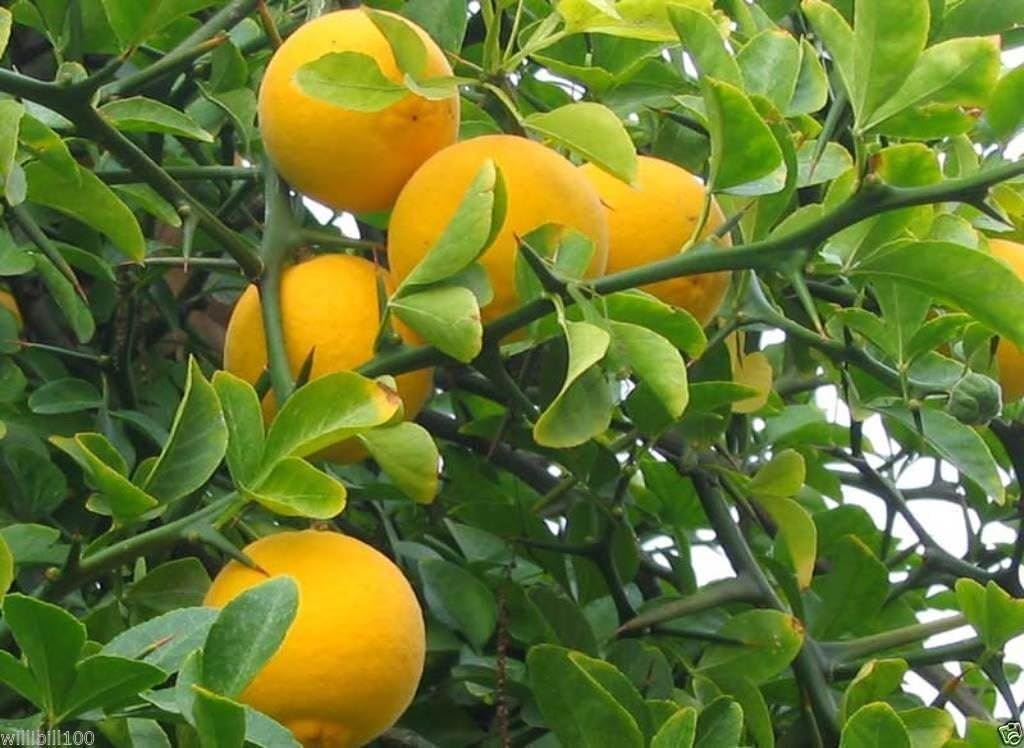 Hardy Orange (Poncirus trifoliata) – Seeds - Image 5