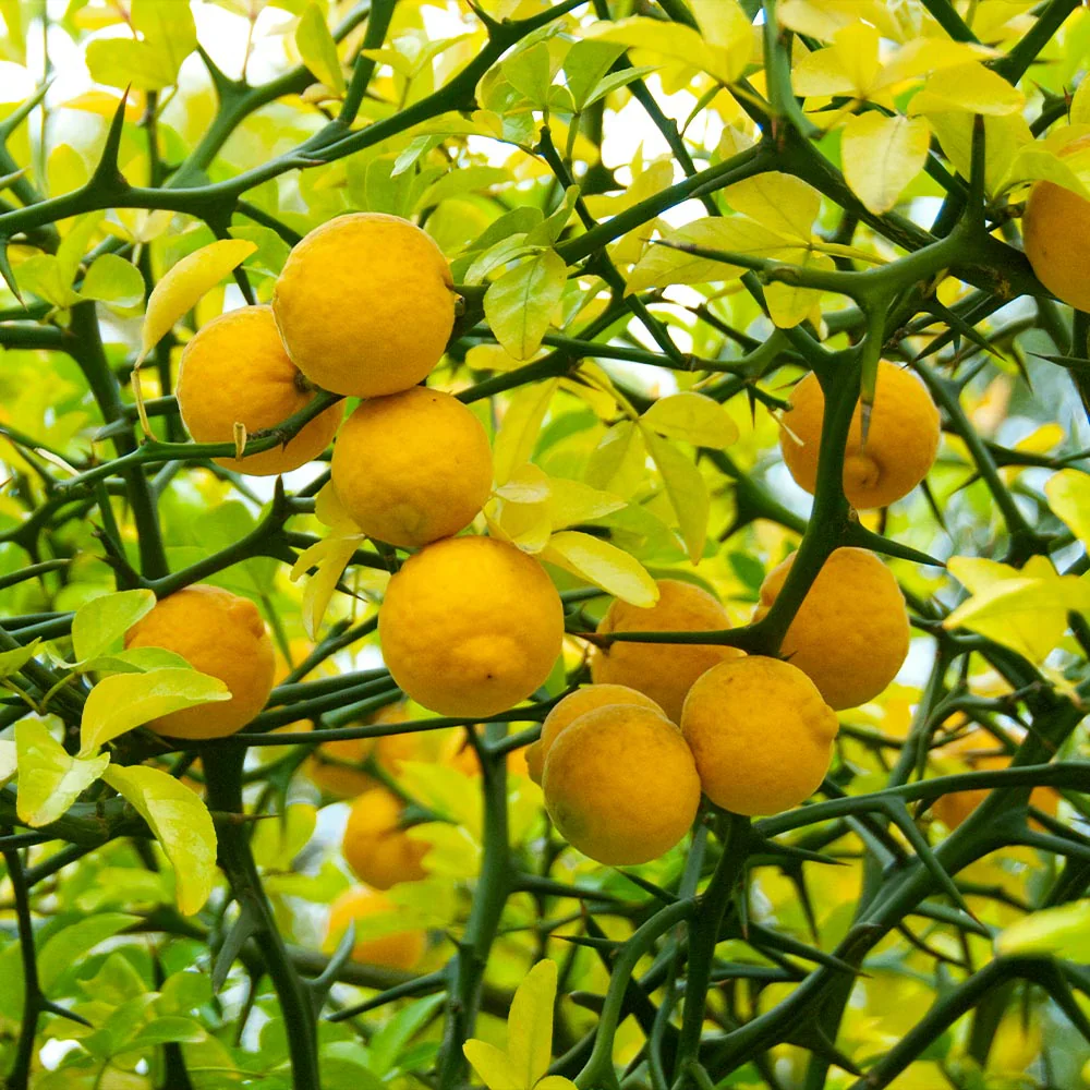 Hardy Orange Tree Seeds