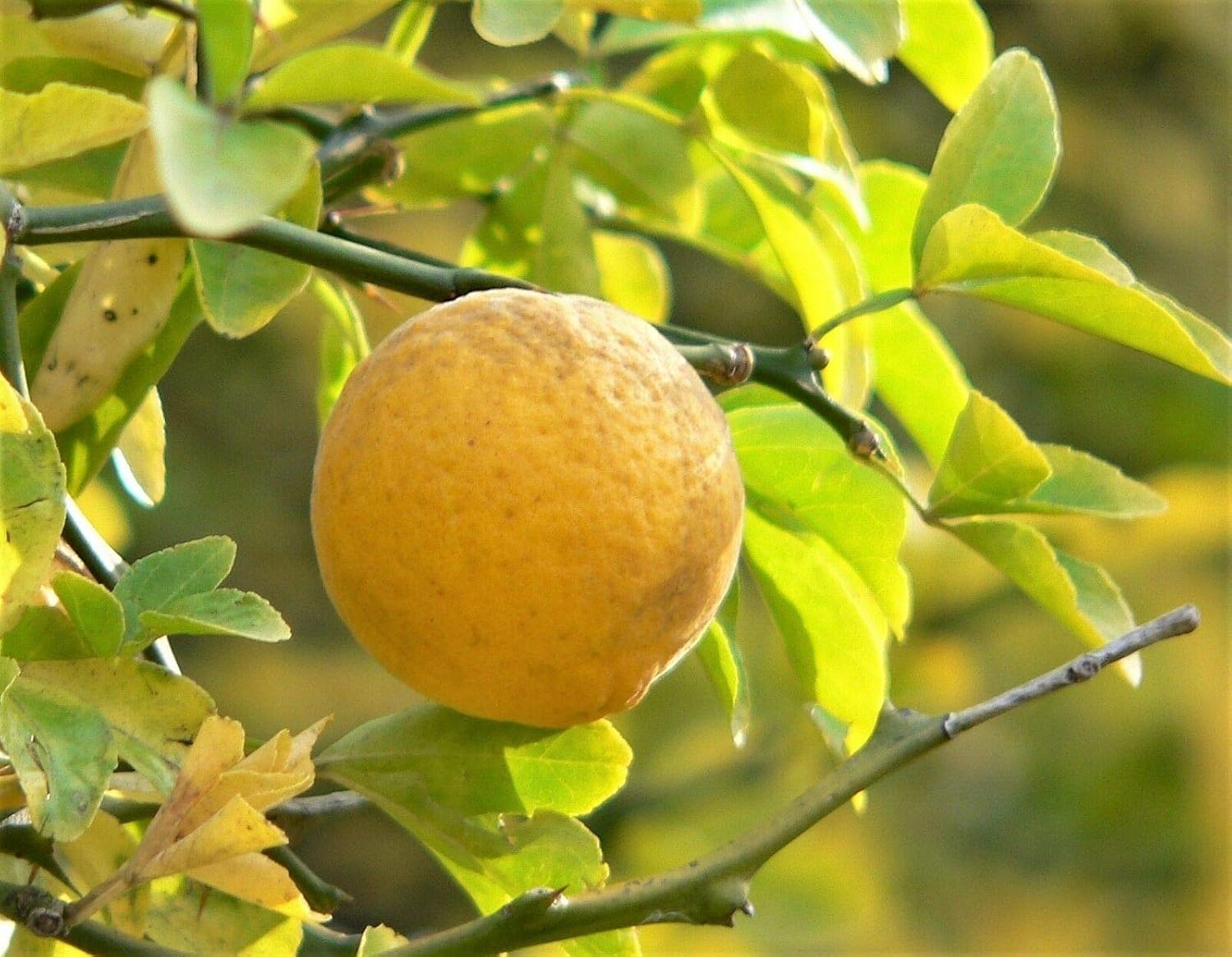 Hardy Orange Tree Seeds - Image 3
