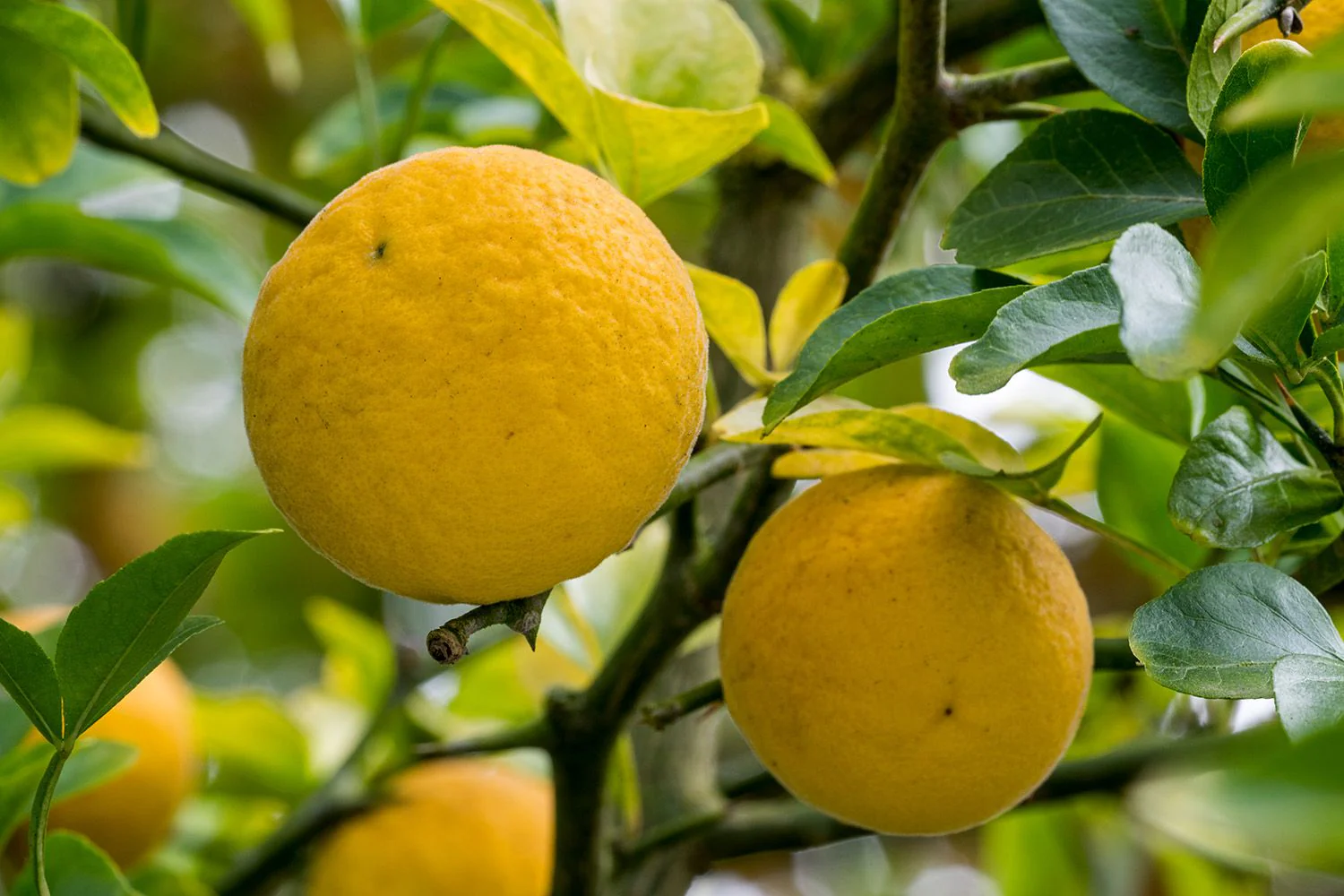 Hardy Orange Tree Seeds - Image 4
