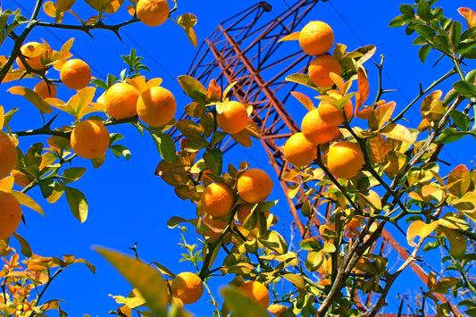 Hardy Orange Tree Seeds - Image 5