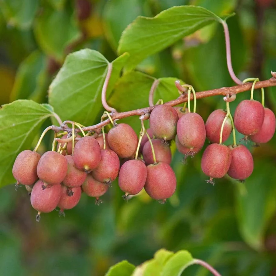 Hardy Red Kiwi Seeds for Planting – Grow Sweet & Vibrant Red Kiwi Fruits