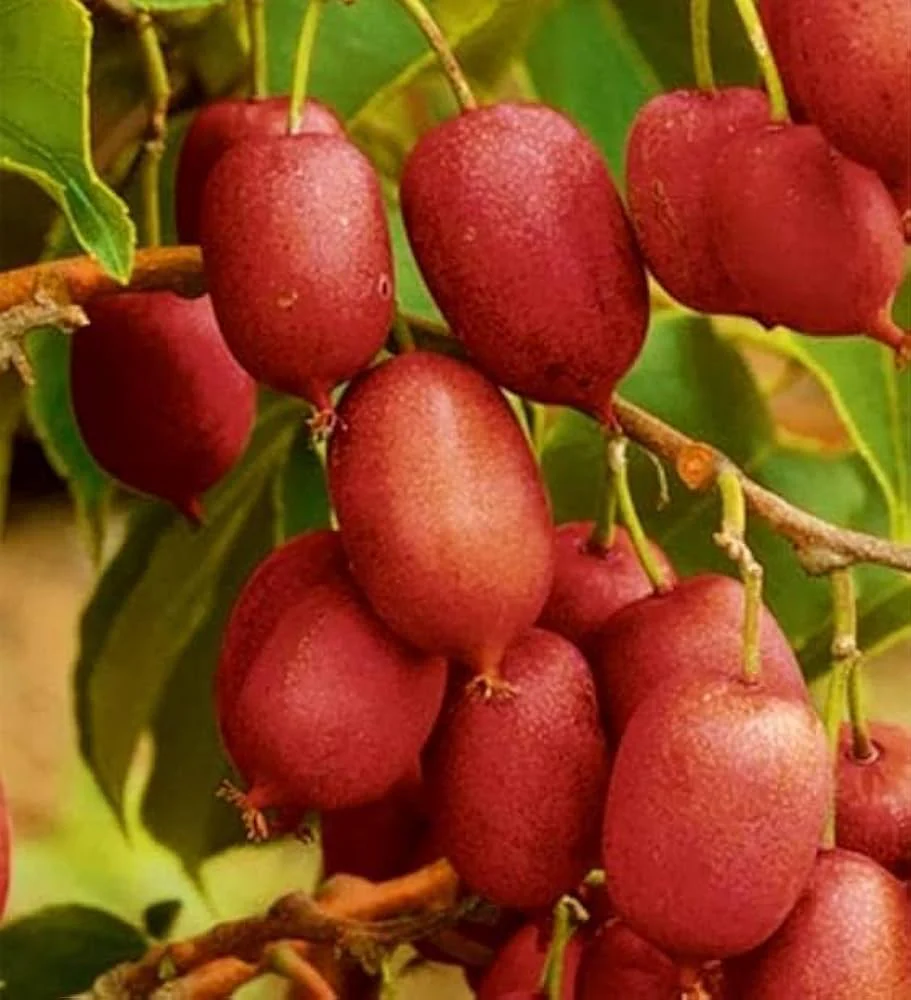 Hardy Red Kiwi Seeds for Planting – Grow Sweet & Vibrant Red Kiwi Fruits - Image 2