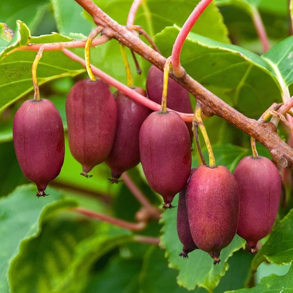 Hardy Red Kiwi Seeds for Planting – Grow Sweet & Vibrant Red Kiwi Fruits - Image 3