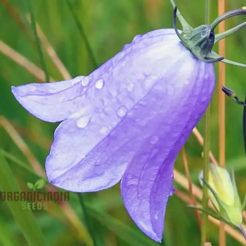 Harebell Flowers Seeds For Planting: Your Ultimate Guide to Growing and Caring for Harebell in Your Garden