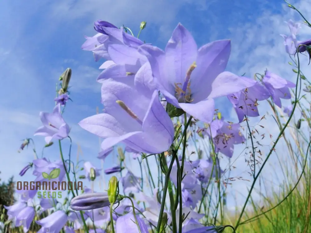 Harebell Flowers Seeds For Planting: Your Ultimate Guide to Growing and Caring for Harebell in Your Garden - Image 2
