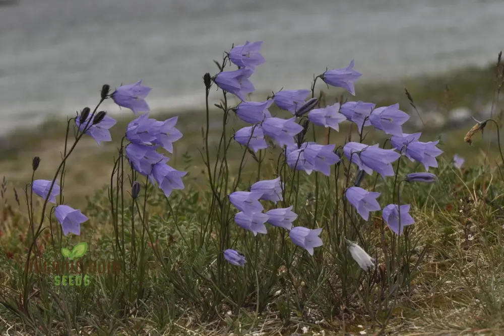 Harebell Flowers Seeds For Planting: Your Ultimate Guide to Growing and Caring for Harebell in Your Garden - Image 3