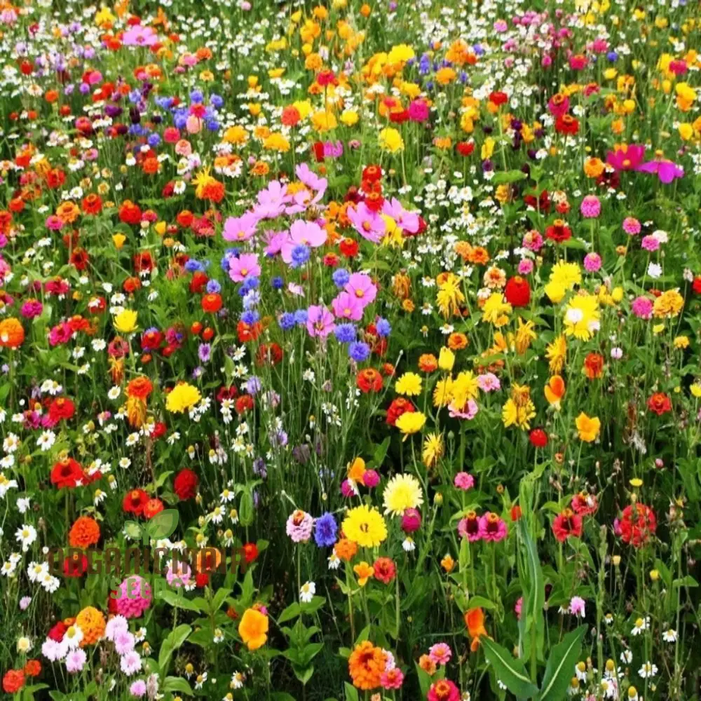 Harmonious Haven Flower Seeds For Planting: Hedgerow Wildflower Mix - Cultivate Serenity with a Diverse Garden of Native Blooms