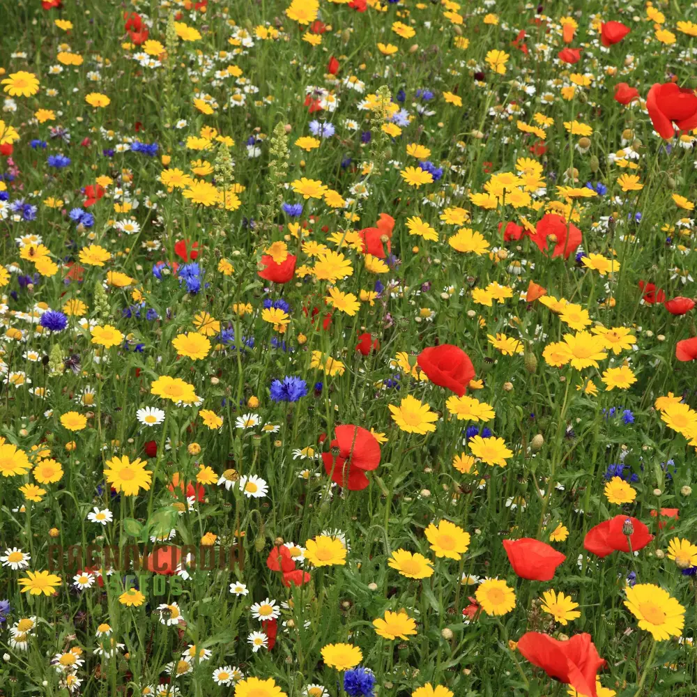 Harmonious Haven Flower Seeds For Planting: Hedgerow Wildflower Mix - Cultivate Serenity with a Diverse Garden of Native Blooms - Image 2