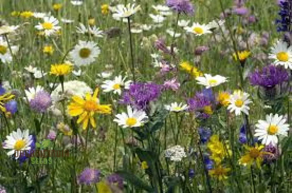 Harmonious Haven Flower Seeds For Planting: Hedgerow Wildflower Mix - Cultivate Serenity with a Diverse Garden of Native Blooms - Image 3
