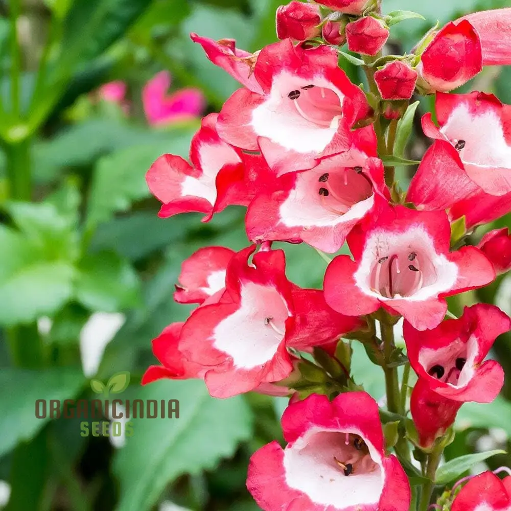 Hartwegii Scarlet Queen Flower Seed for Planting, Penstemon Hartwegii Seeds, Red Herb Flower Seed - Non-GMO Heirloom Flower Seeds