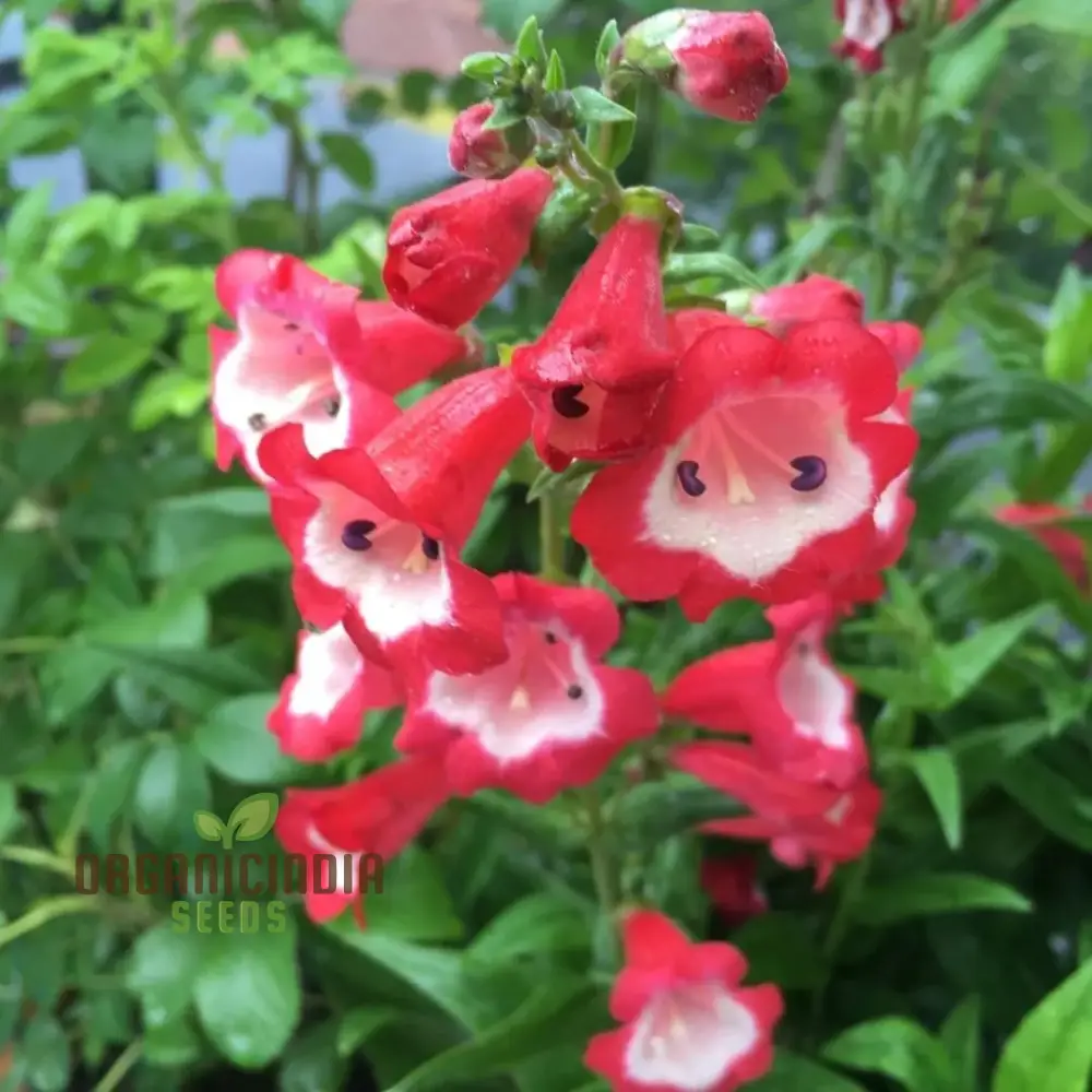 Hartwegii Scarlet Queen Flower Seed for Planting, Penstemon Hartwegii Seeds, Red Herb Flower Seed - Non-GMO Heirloom Flower Seeds - Image 3