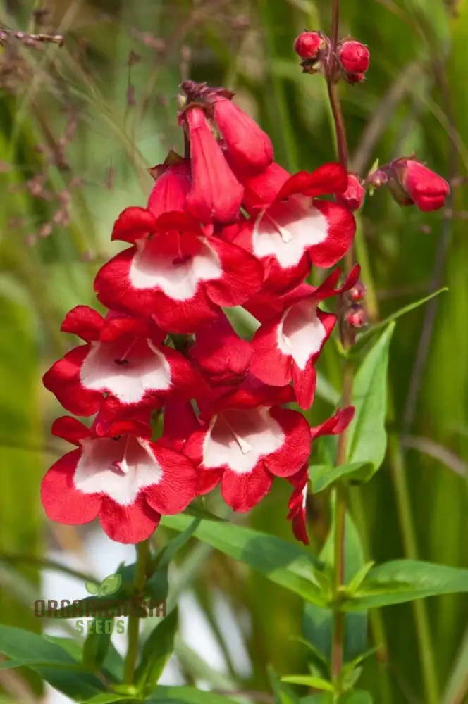 Hartwegii Scarlet Queen Flower Seed for Planting, Penstemon Hartwegii Seeds, Red Herb Flower Seed - Non-GMO Heirloom Flower Seeds - Image 4