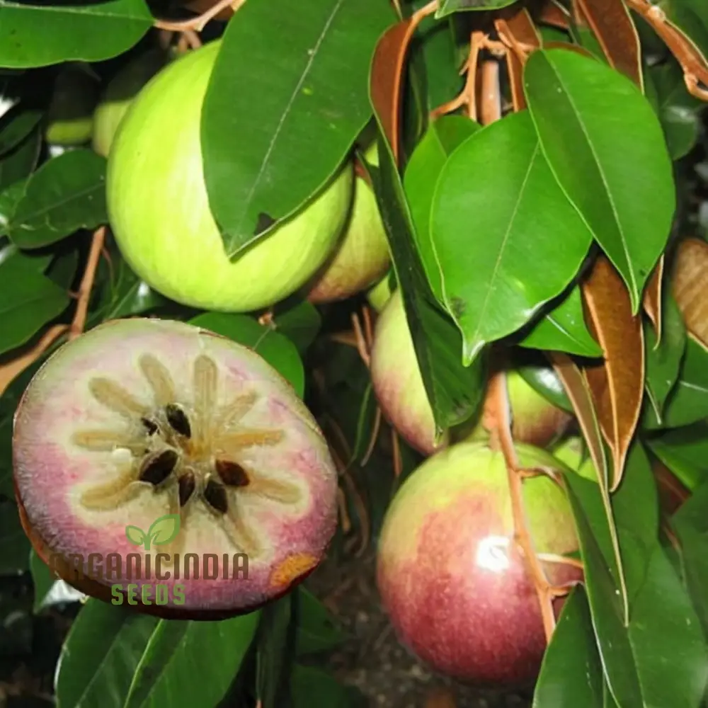 Star Apple Fruit Seeds, Harvest Heavenly Delights Star Apple Plant Seeds of Sweetness - Image 3