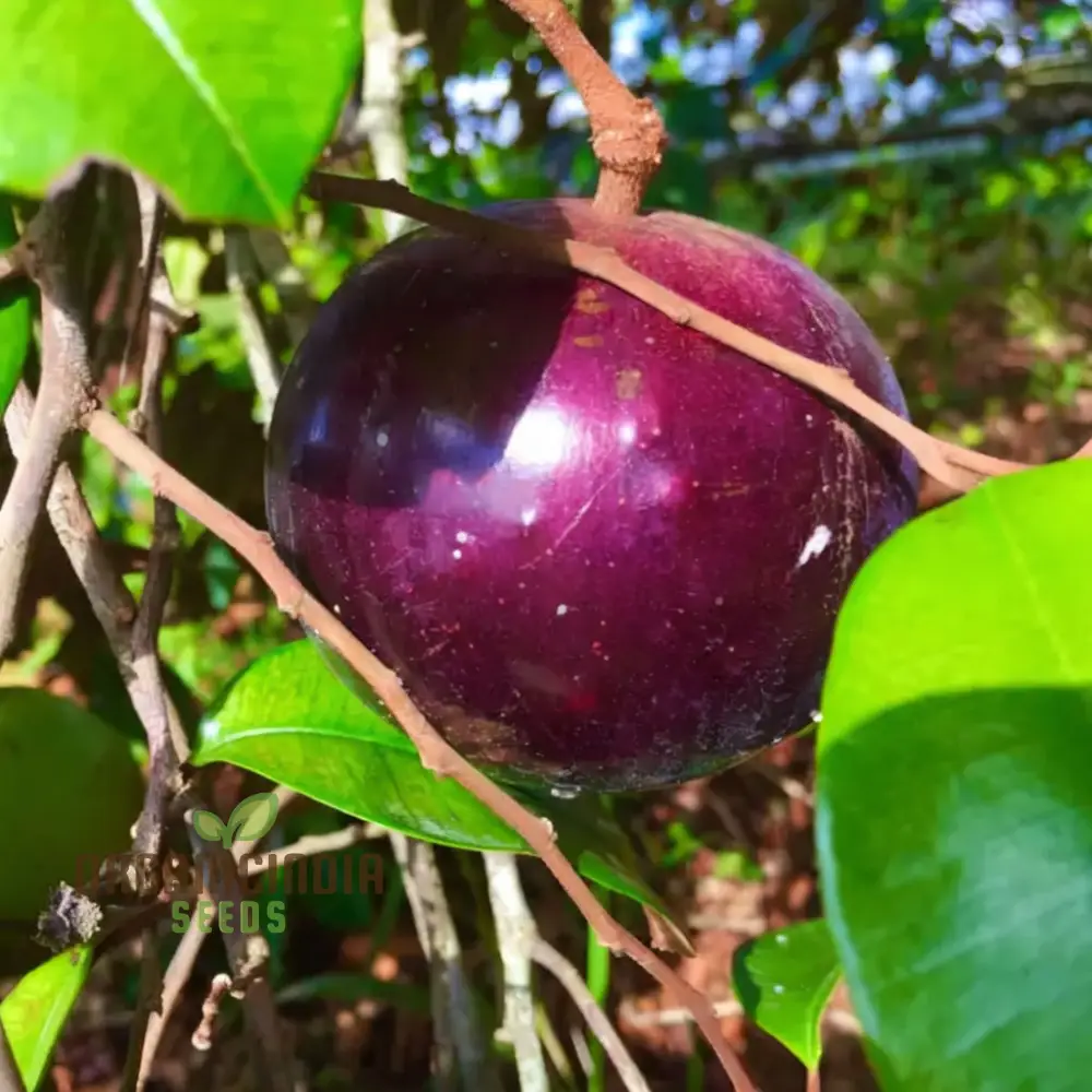Star Apple Fruit Seeds, Harvest Heavenly Delights Star Apple Plant Seeds of Sweetness - Image 4