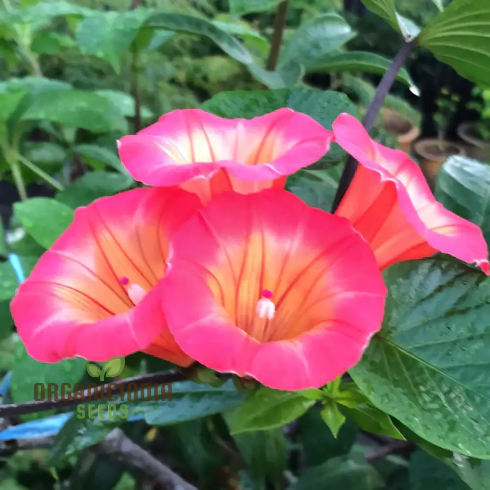 Hawaiian Sunset Vine Flower Seeds for Vibrant Tropical Gardening, Perfect for Lush Gardens