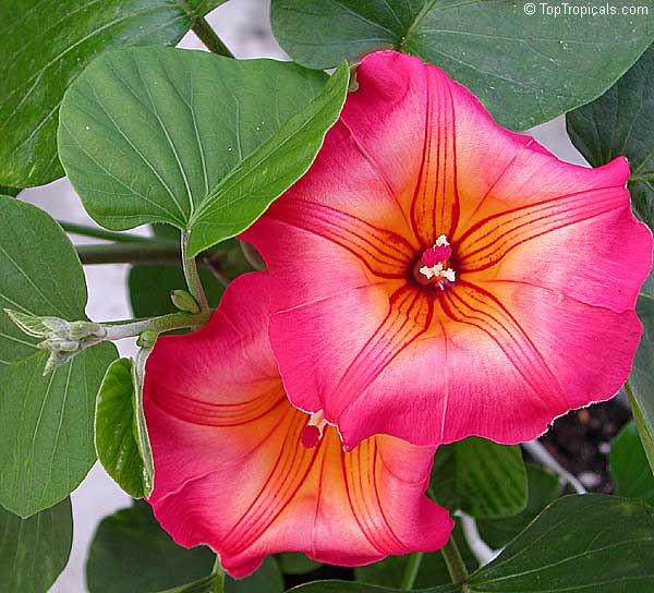 Hawaiian Sunset Vine Flower Seeds for Vibrant Tropical Gardening, Perfect for Lush Gardens - Image 3