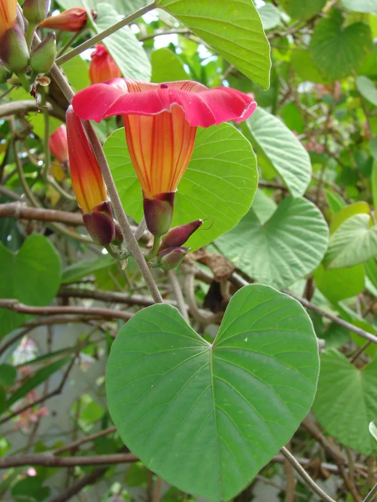 Hawaiian Sunset Vine Flower Seeds for Vibrant Tropical Gardening, Perfect for Lush Gardens - Image 4