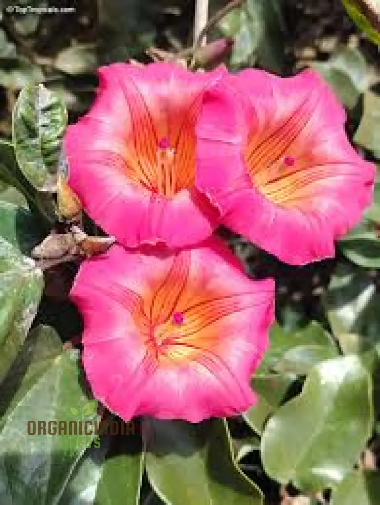 Hawaiian Sunset Vine Flower Seeds for Vibrant Tropical Gardening, Perfect for Lush Gardens - Image 5