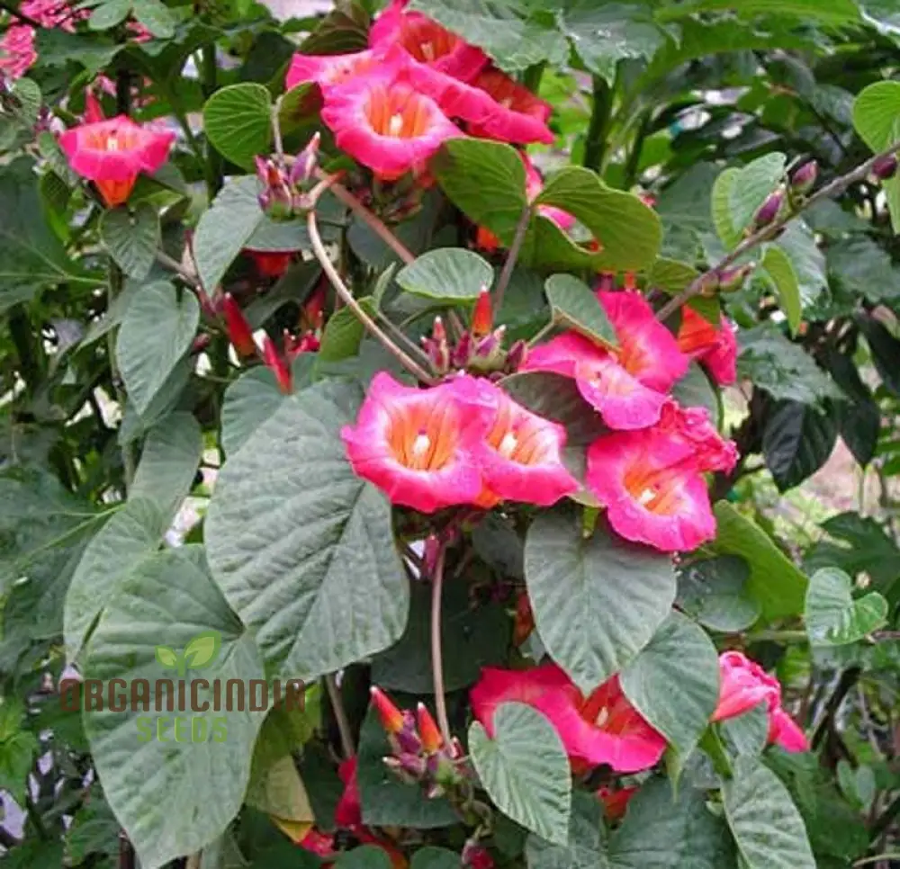 Hawaiian Sunset Vine Flower Seeds for Vibrant Tropical Gardening, Perfect for Lush Gardens - Image 6