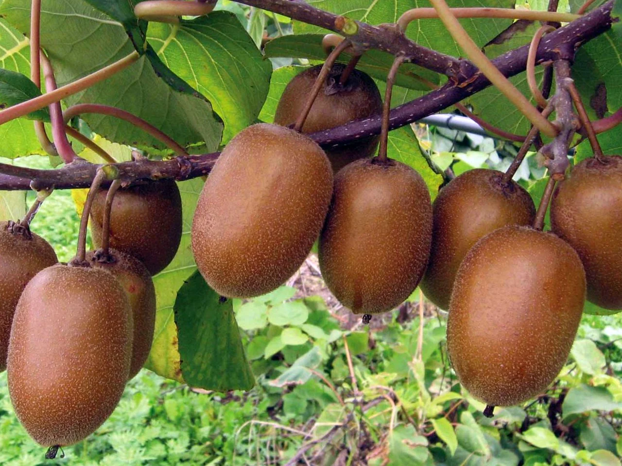 Hayward Kiwi Seeds for Planting – Grow Sweet & Juicy Kiwi Fruits - Image 2