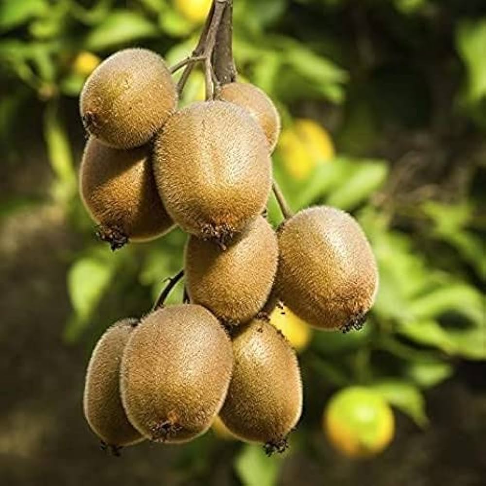 Hayward Kiwi Seeds for Planting – Grow Sweet & Juicy Kiwi Fruits - Image 3
