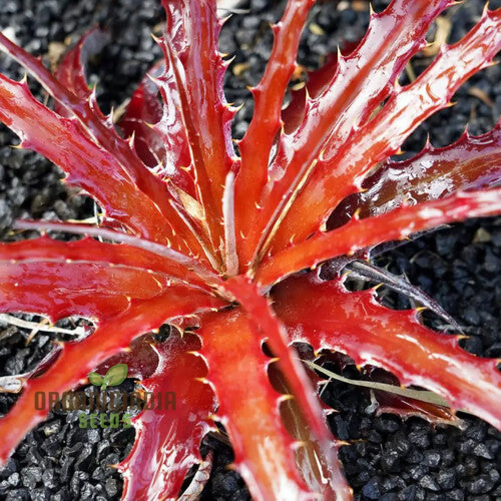 Hechtia Stenopetala Seeds: A Gardener's Guide to Cultivating this Rare Beauty with Expert Tips!