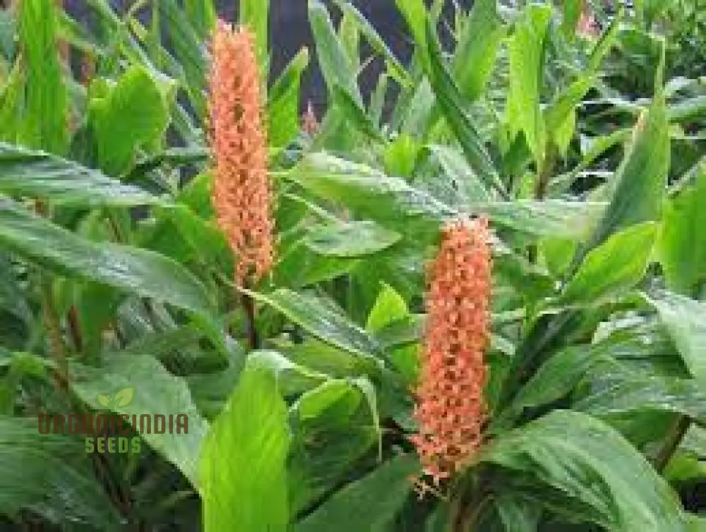 Hedychium Densiflorum 'Assam Orange' Seeds  Exotic Assam Orange Ginger Lily Seeds for Vibrant Garden Blooms and Aromatic Delight - Image 4