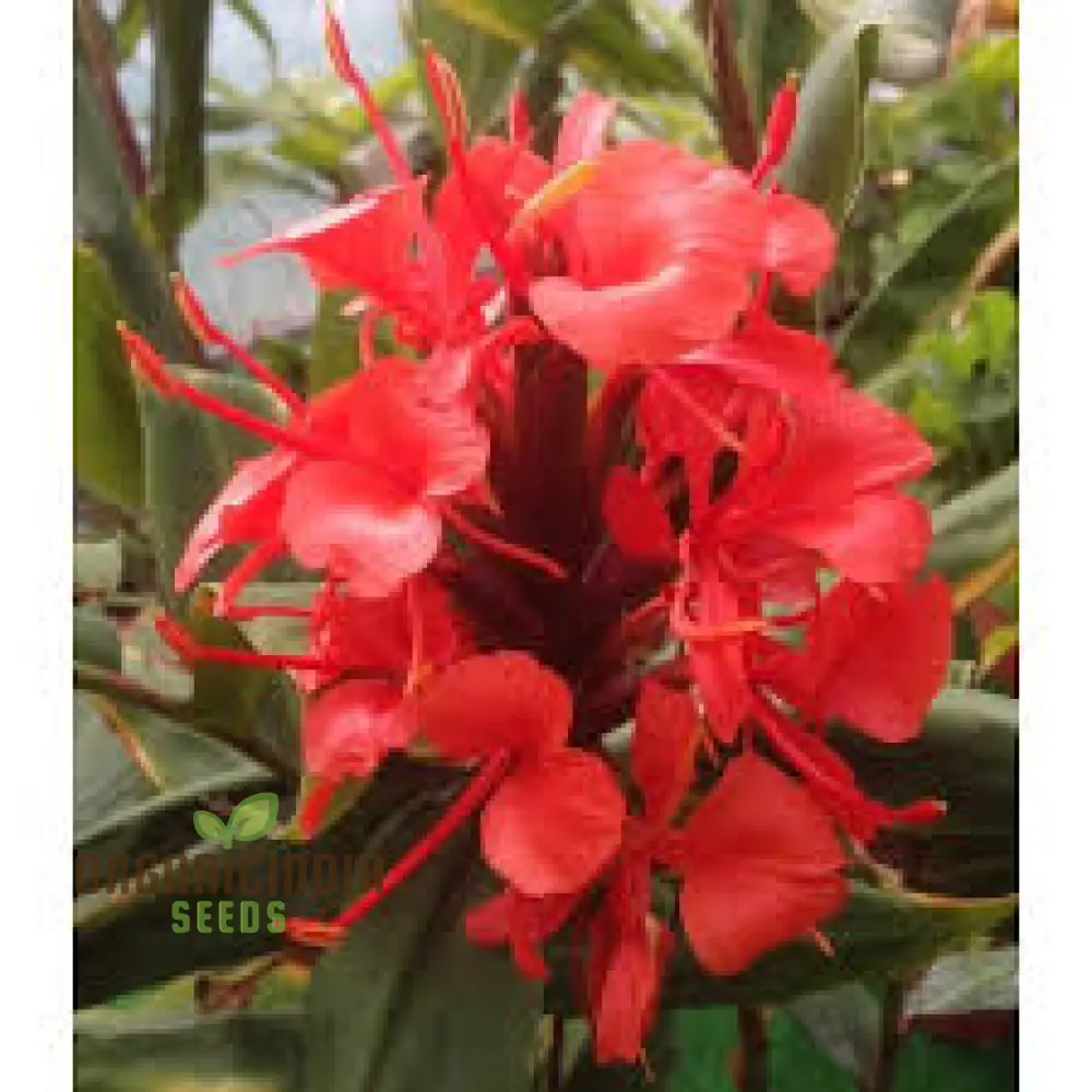 Hedychium Rubrum Seeds Exotic Red Ginger Lily for Your Garden Premium Quality and Easy to Grow