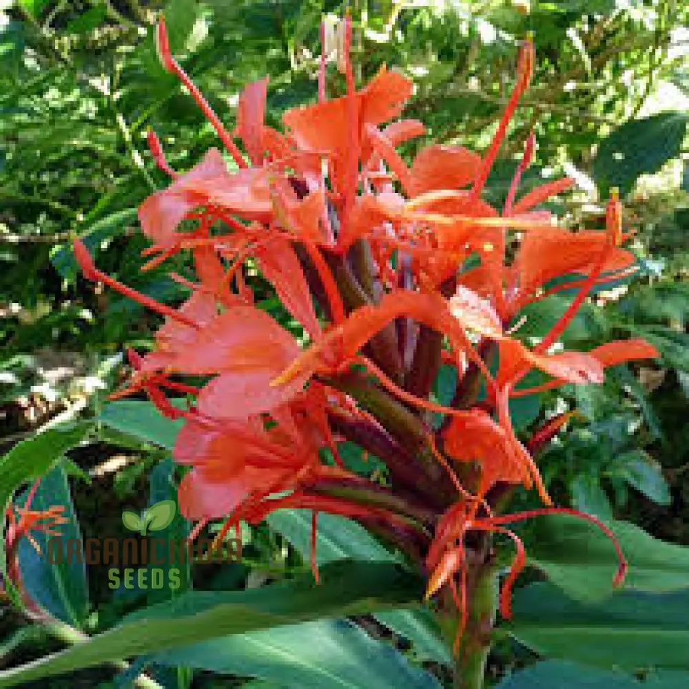 Hedychium Rubrum Seeds Exotic Red Ginger Lily for Your Garden Premium Quality and Easy to Grow - Image 3