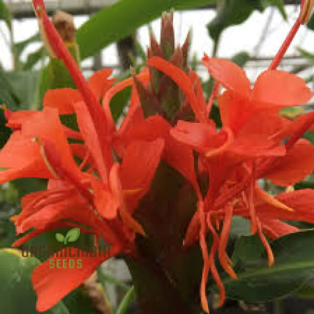 Hedychium Rubrum Seeds Exotic Red Ginger Lily for Your Garden Premium Quality and Easy to Grow - Image 4