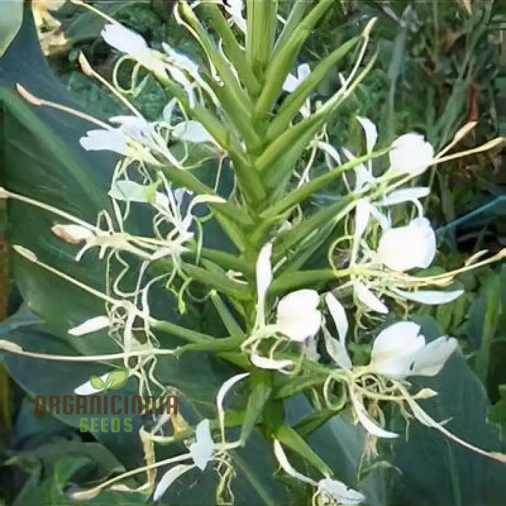 Hedychium Stenopetalum Seeds Exotic Ginger Lily for Vibrant Gardens Rare Seeds with Fragrant Blooms