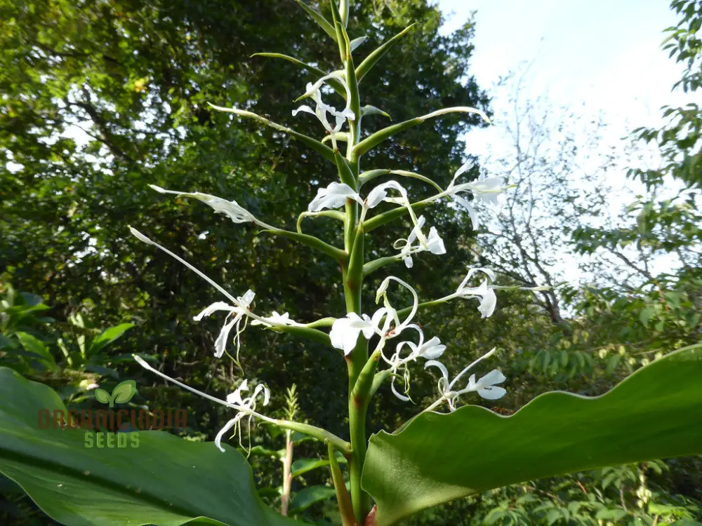 Hedychium Stenopetalum Seeds Exotic Ginger Lily for Vibrant Gardens Rare Seeds with Fragrant Blooms - Image 3