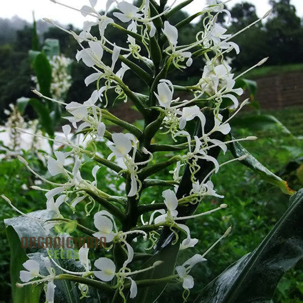 Hedychium Stenopetalum Seeds Exotic Ginger Lily for Vibrant Gardens Rare Seeds with Fragrant Blooms - Image 4