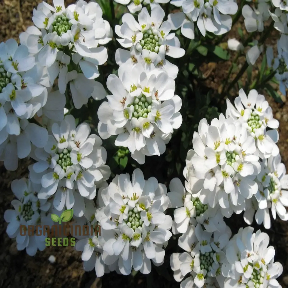 Heirloom Candytuft Flower Seeds - Classic Blooms for Timeless Garden Beauty