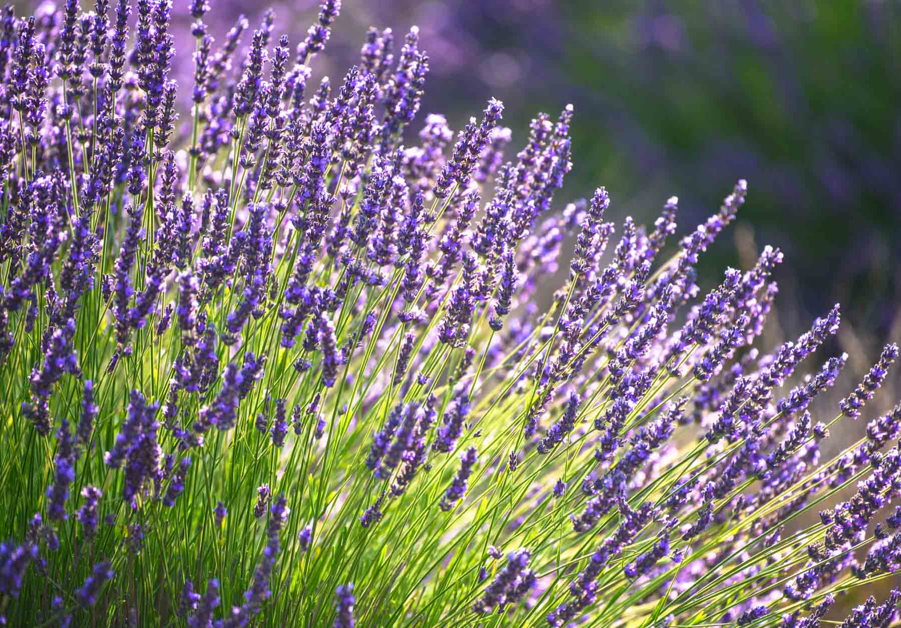 Heirloom Lavender Seeds – Classic Fragrant Variety for Gardens & Borders - Image 2
