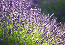 Heirloom Lavender Seeds – Classic Fragrant Variety for Gardens & Borders - Image 3
